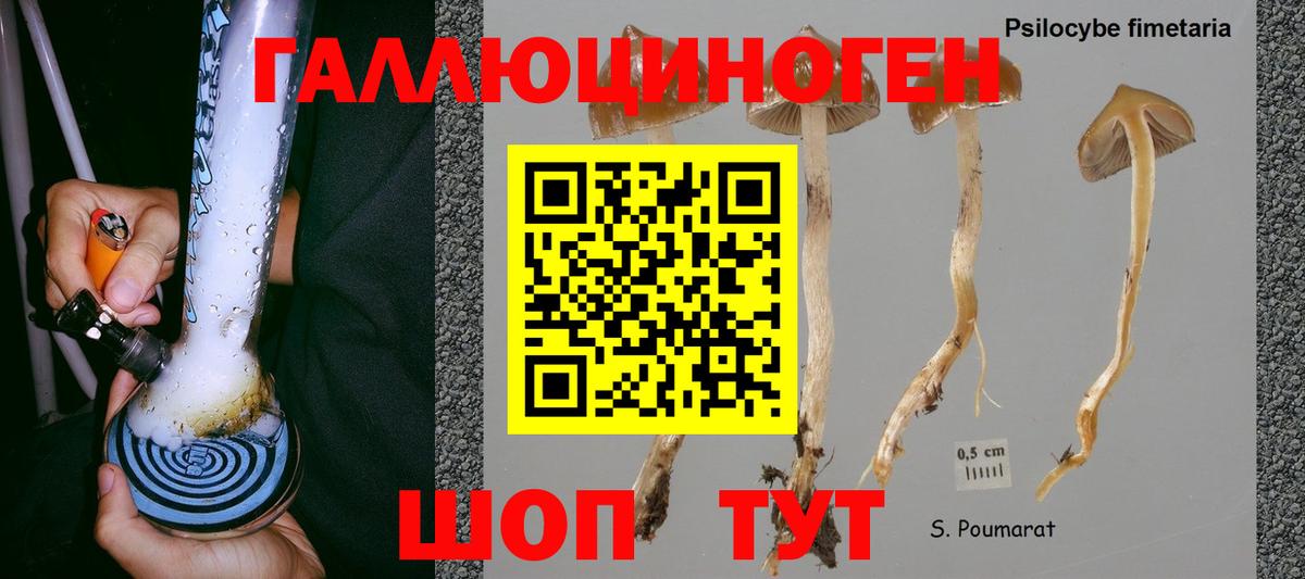 Псилоцибиновые грибы Psilocybine cubensis Солнечногорск